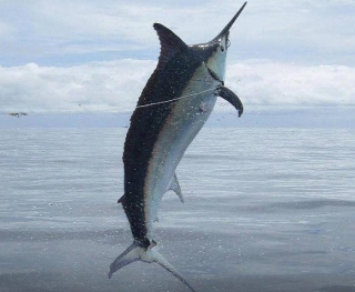  Sailfish